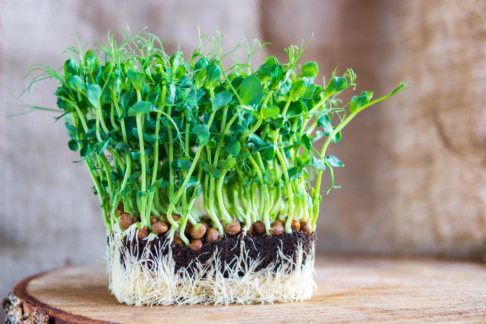 Young vegetable pea sprouts, micro greens on a cross-section of a tree.