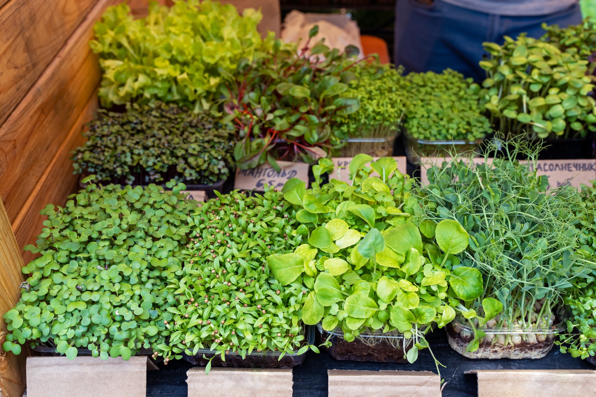 Various types of microgreens are sold in the market. Eco vegan healthy lifestyle.